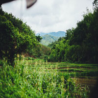 a view through the forest looking towards rolling hills