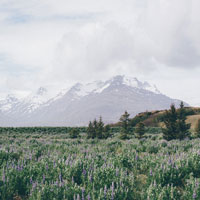 a lavendar field with mountains in the background